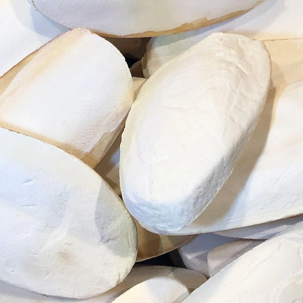 RAW DRIED CUTTLEFISH BONE WITH BEST QUALITY