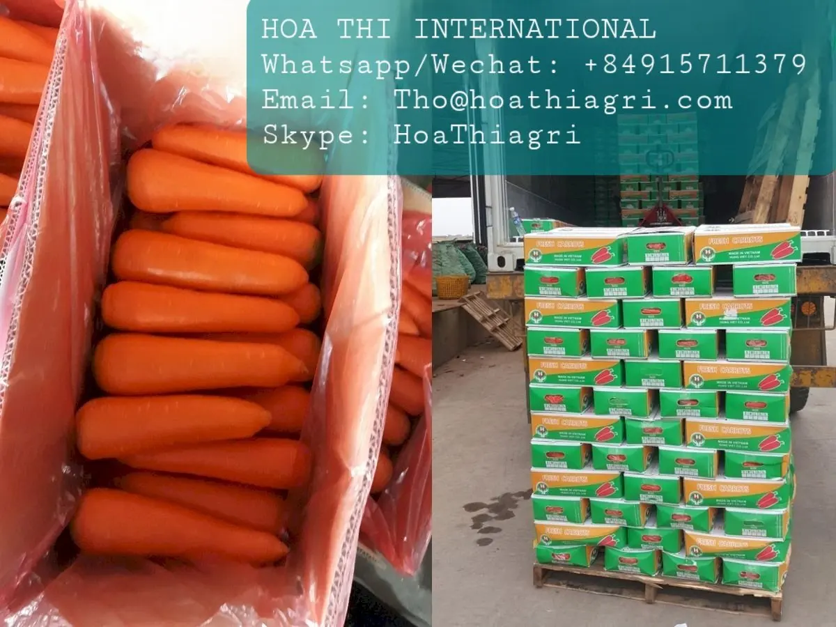 12 Months Shell Life 0.15kg Carton Boxes Packaging Common Cultivation Type Fresh Carrots Origin From Vietnam