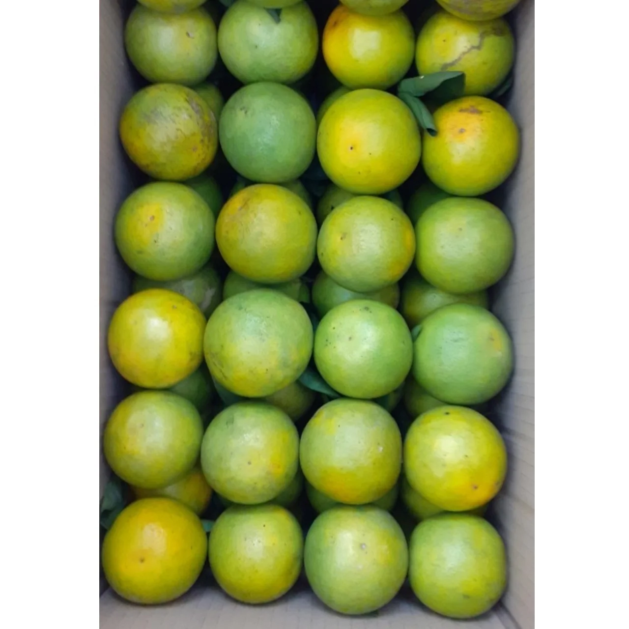 Wholesale Organic Safe Fresh Ripe Sweet Fruit Natural King Mandarin With Orange Meat And Green Skin Exported From Vietnam