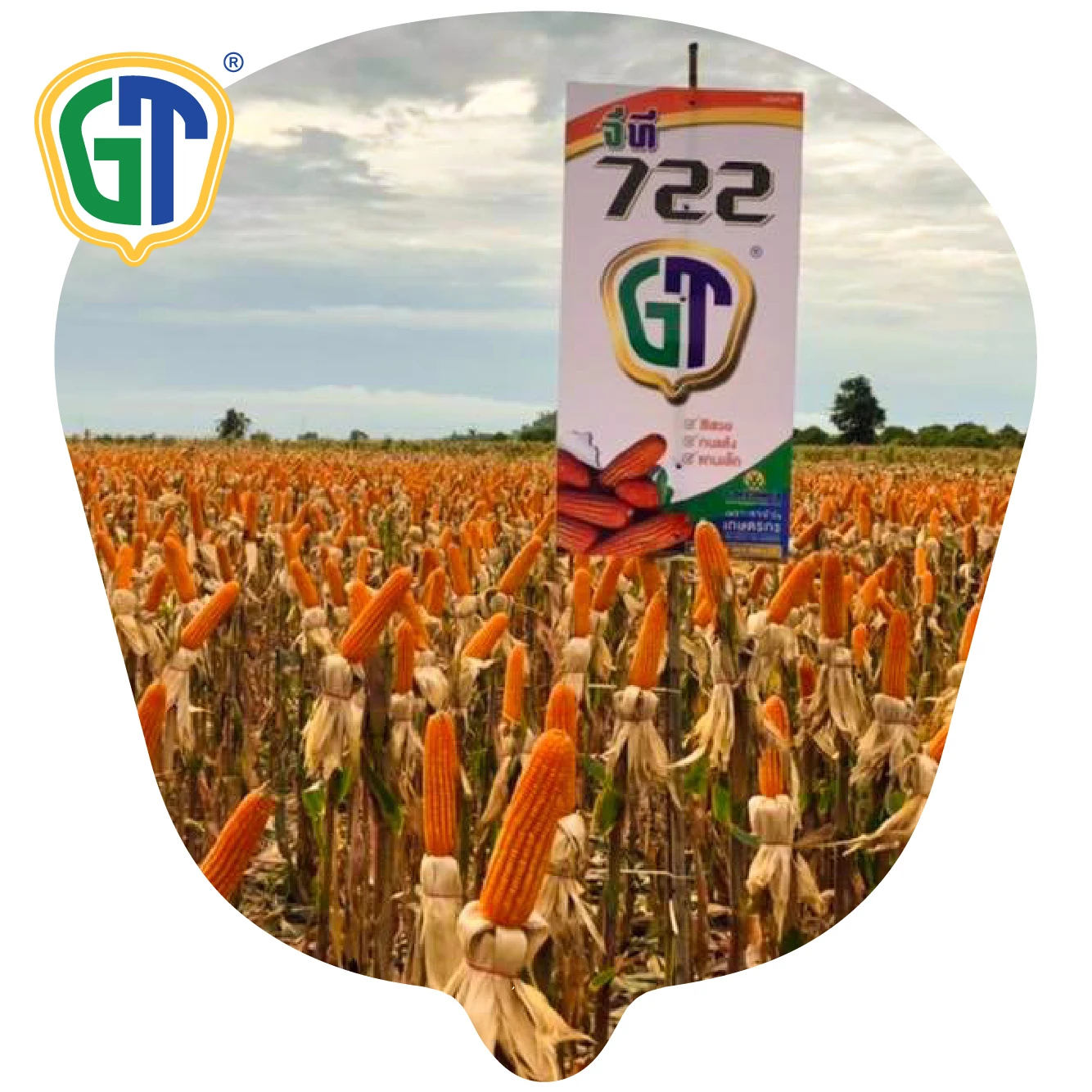 
GT722 Good Grain Quality F1 Hybrid Corn Seeds Supplier From Thailand 