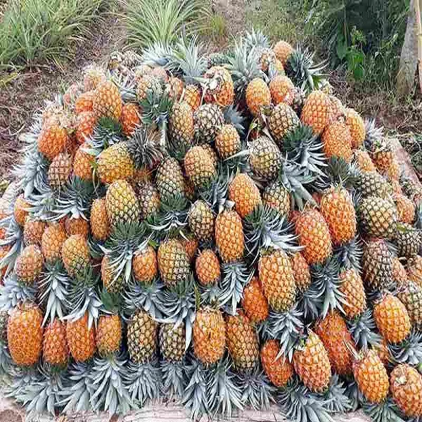 Top Fresh quality Pineapple