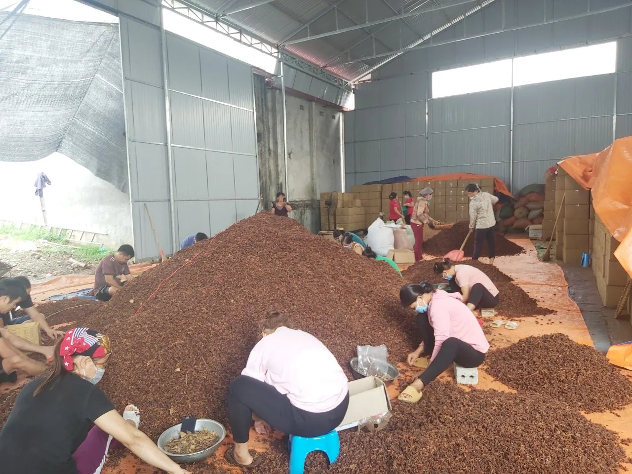 Конкурентоспособная цена/Лучшая цена Звездный анис 2021-натуральный лучшие травы и специи от производителя