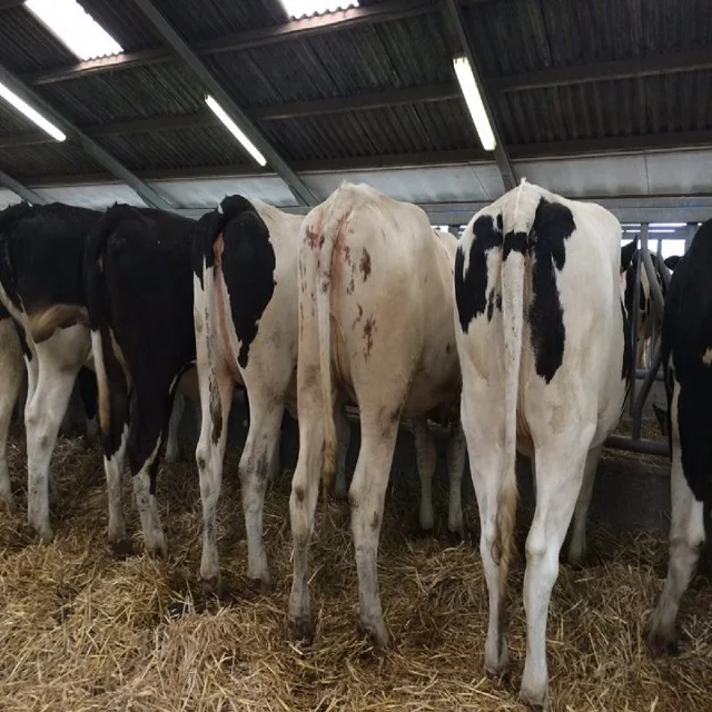 
Live Dairy Holstein Friesian and Jersey Cows / Pregnant Holstein Heifers, Pregnant Jersey Heifers 
