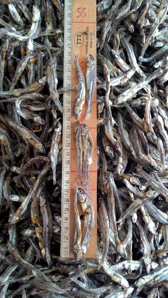 Dried Anchovy With Head Or Headless (Sprat) Best Price/ Dried Anchovy