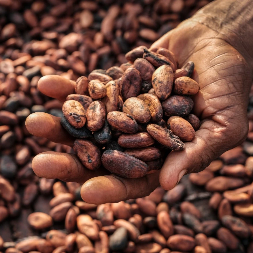 Dried Cocoa beans