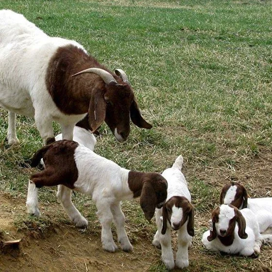 
Pure Breed Healthy Boer Goats for Sale 
