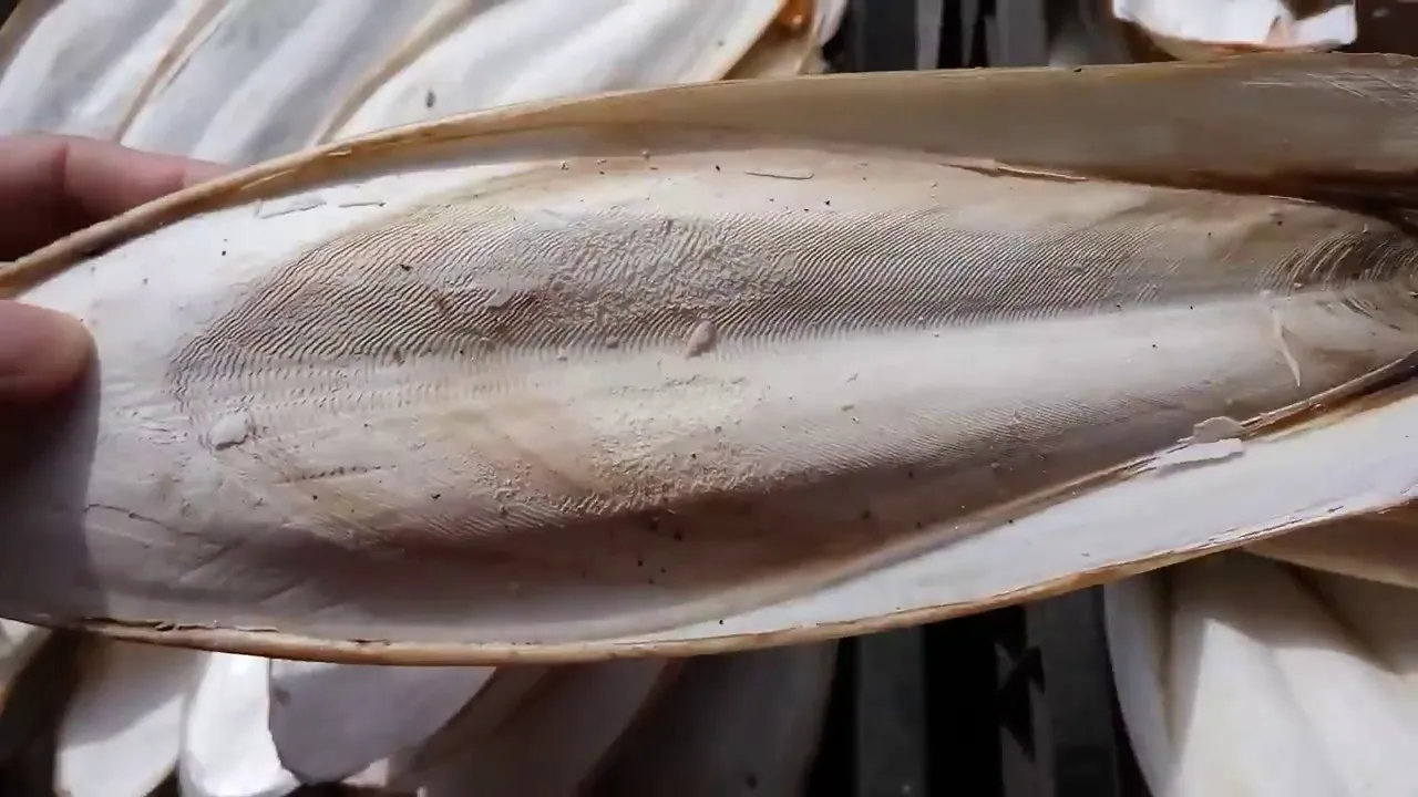 Сушеные косточки используемые в качестве корма для птиц/высококачественные из Вьетнама