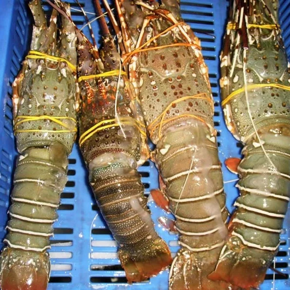 FROZEN LOBSTER TAIL / FRESH LIVE LOBSTER / FROZEN LOBSTER 2021 CHEAP PRICE