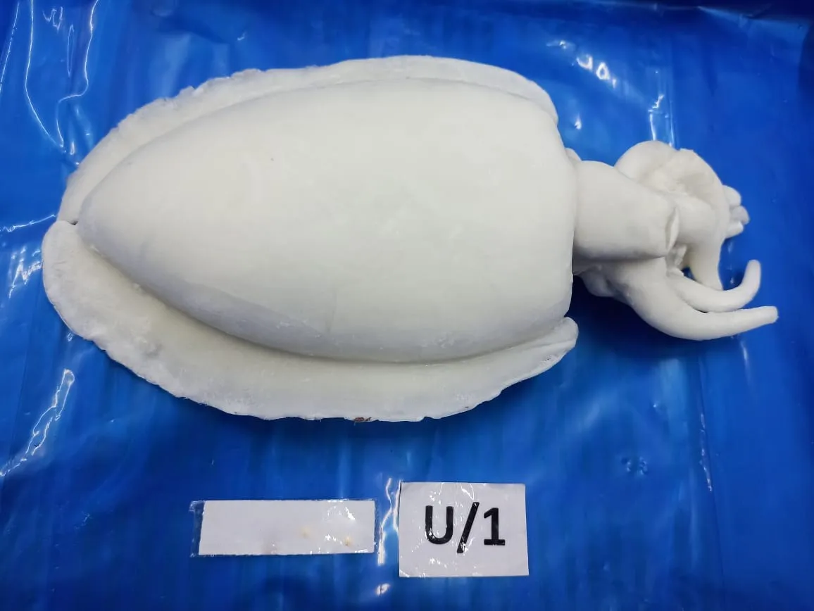 Top qiality Cuttlefish cleaned IQF from India