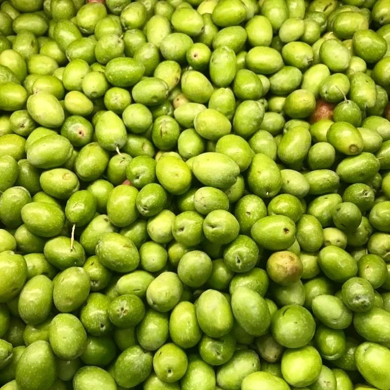 
 Оливковые свежие оливки зеленого и черного цвета  