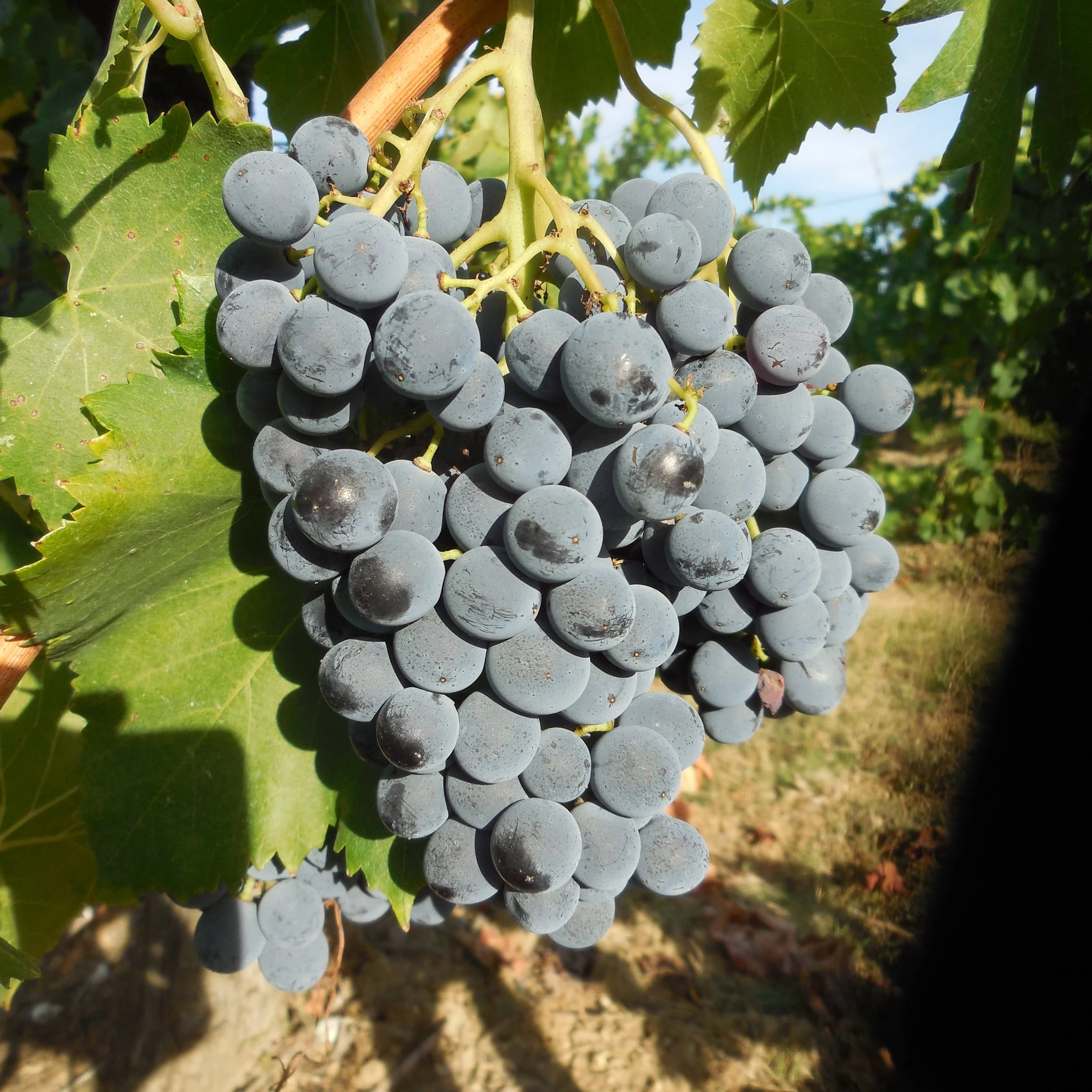 1 литр Красного вина по лучшей цене итальянское