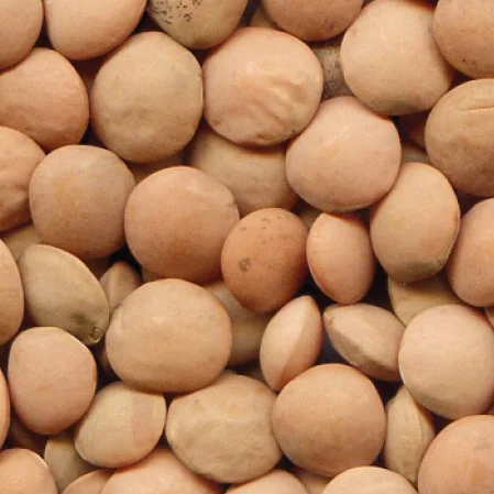 
Aldinga - Australian Large Red Lentil 