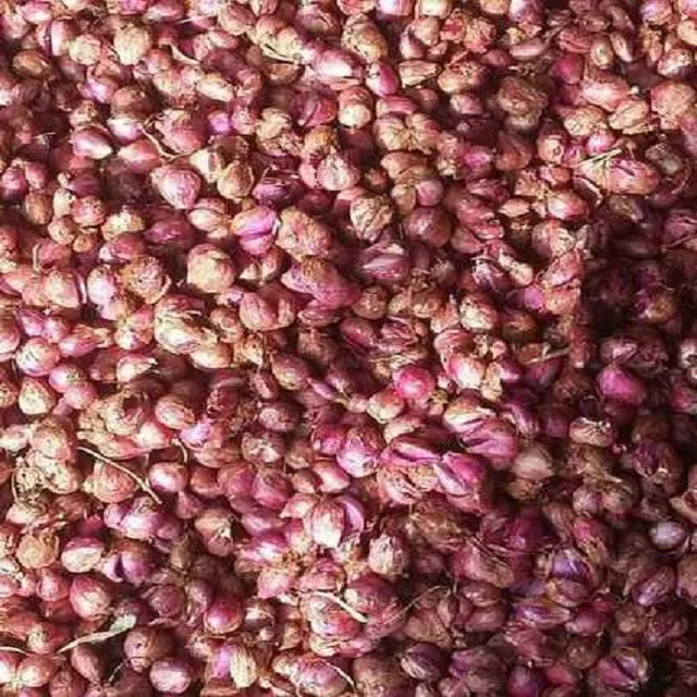 Small Shallot Onion - The Small Shallot onion  way of life.