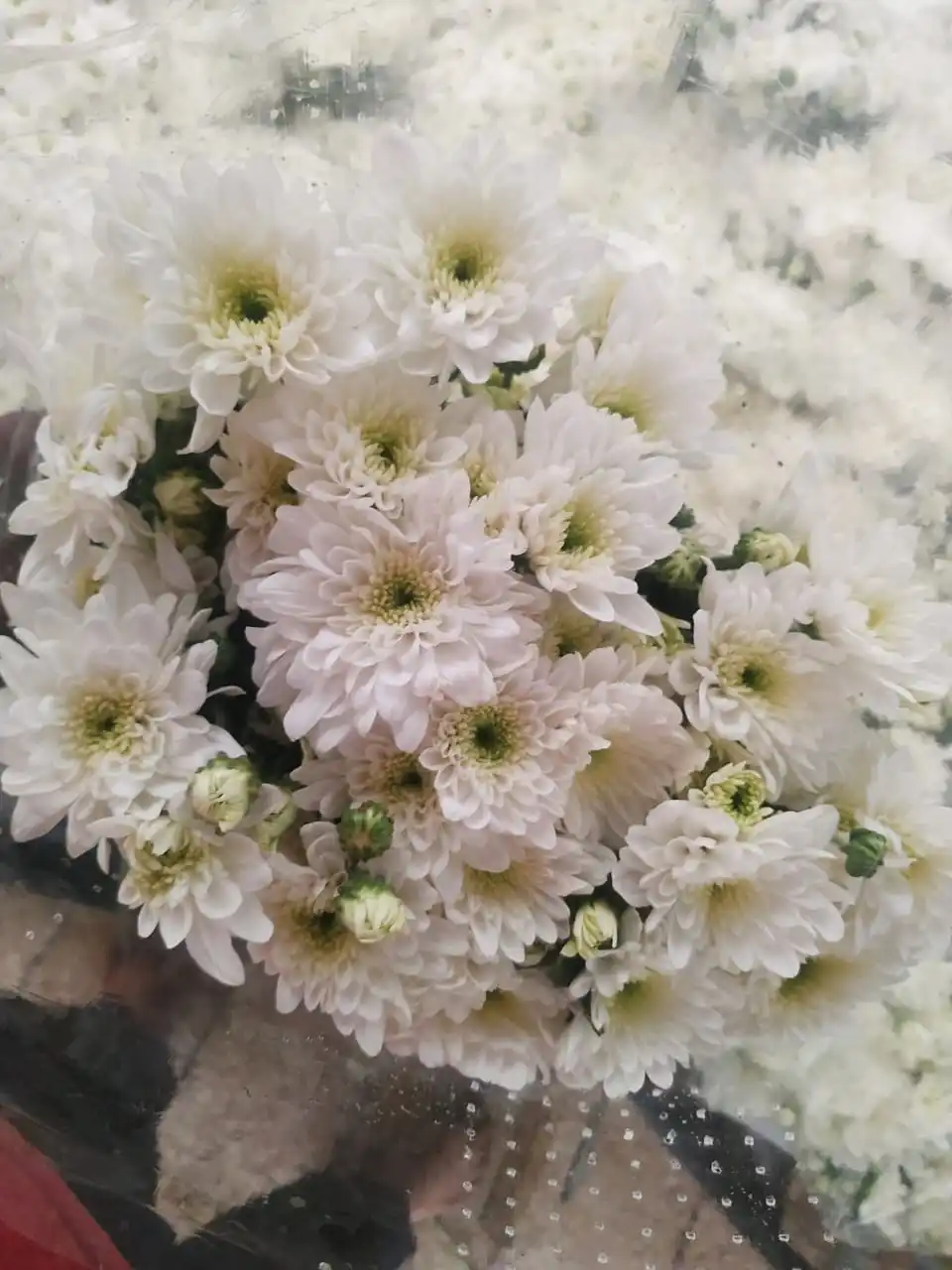 Fresh Red Chrysanthemums From India