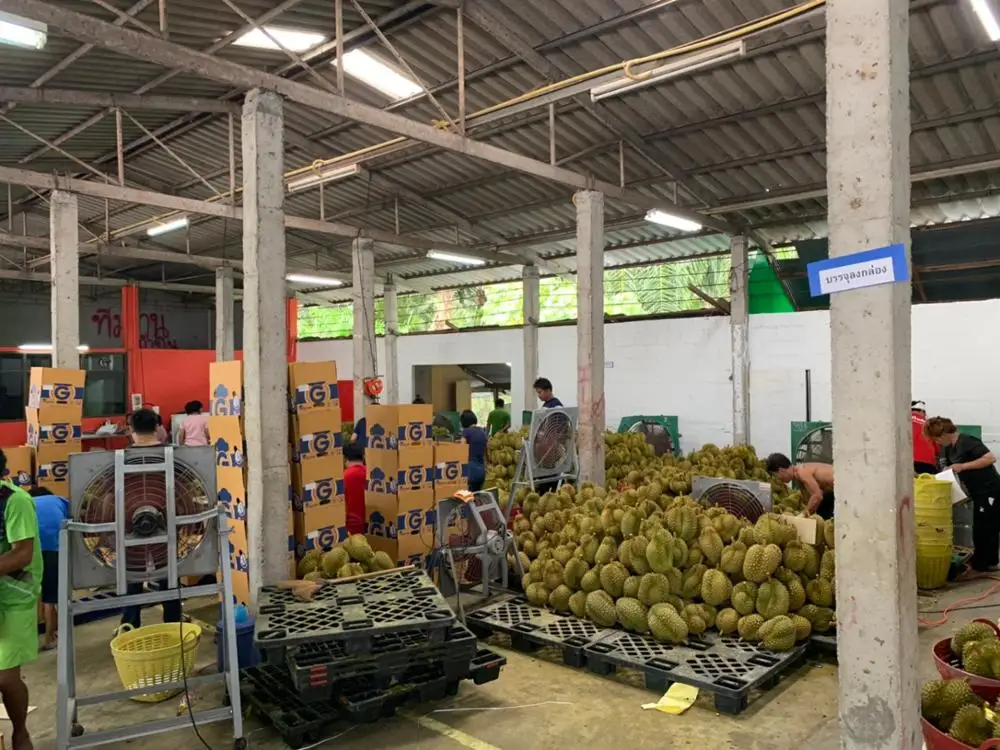 Experience the Taste of Thailand with Our Premium Quality Fresh Cut Durian - Imported Directly from the Finest Orchards, Ready t