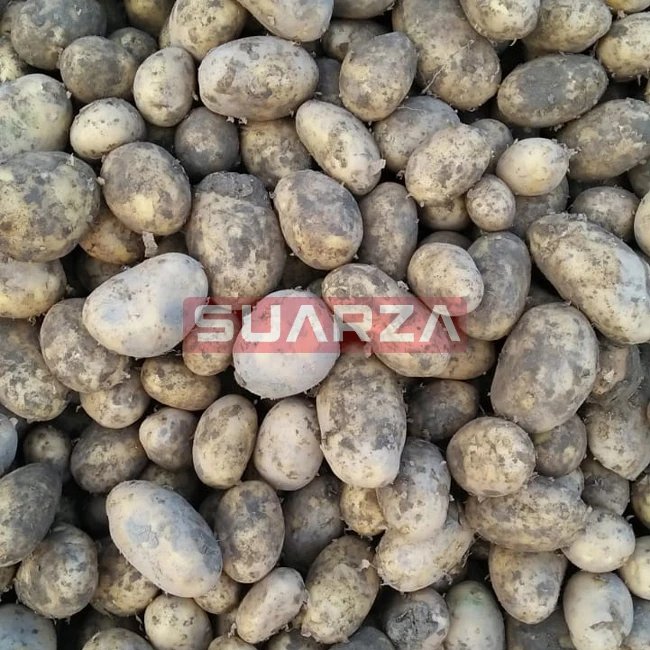 Fresh Potato New Crop Wholesale Price white mozika long shape potato supplier from Pakistan at low prices