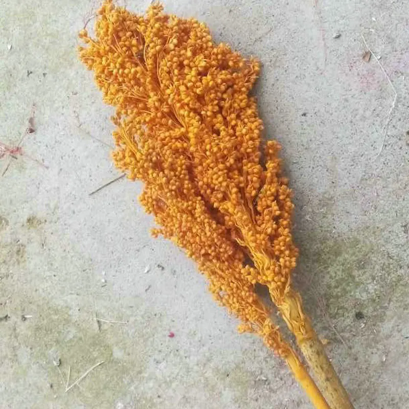 Высококачественная Оптовая Продажа сорго красного цвета по хорошей цене