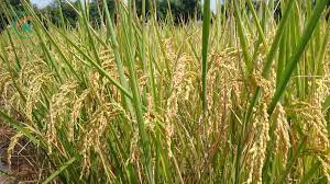 Best Cheapest Price  Vietnam Rice St24 October 2021 Whole Sale For Export