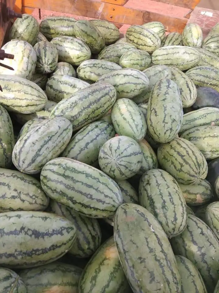  Производитель семян гибридного арбуза гамма F1 по оптовой цене 4 t0 5 кг