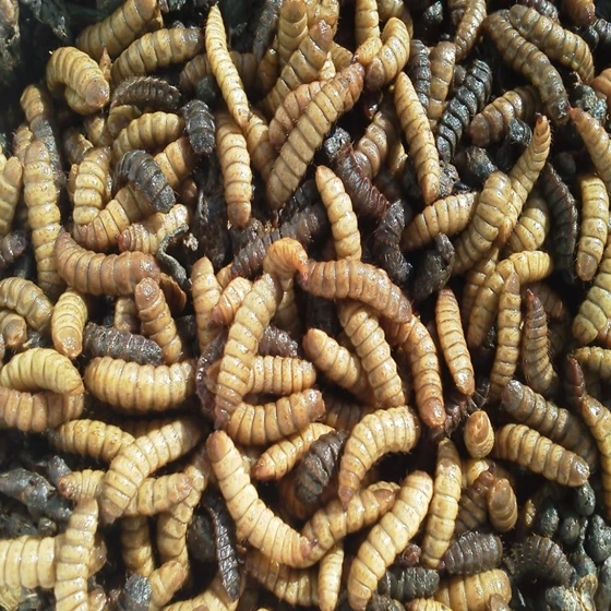 Паровой гудок и копыта