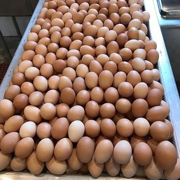  Свежие фермерские коричневые куриные