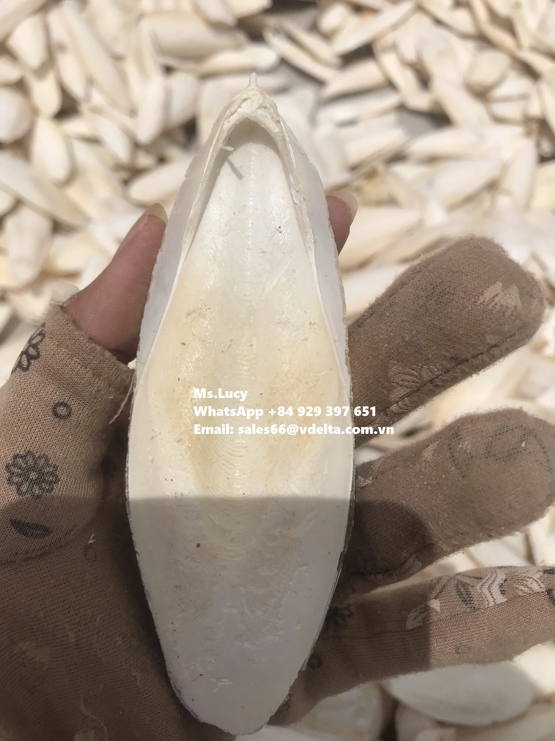 Wholesale Dried Cuttlefish Bone/ Natural Dried Sepia Powder/ Crushed Cuttlefish Bone Ms.Lucy +84 929 397 651