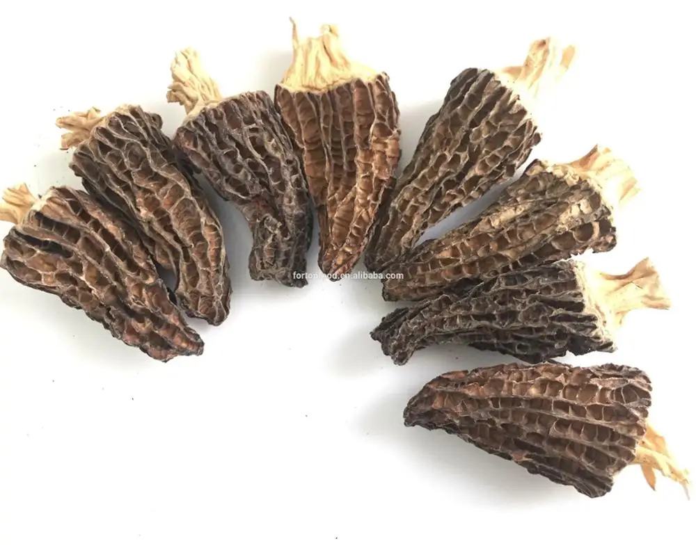 Large 5-8 cm Size Natural Dried Morel Mushroom & Morchella Esculenta price