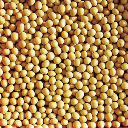 Soya Bean, Yellow Soya Beans, Soya Bean (Non GMO)