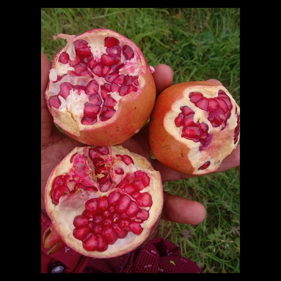 Свежий стандартный гранат экспортируется из индии