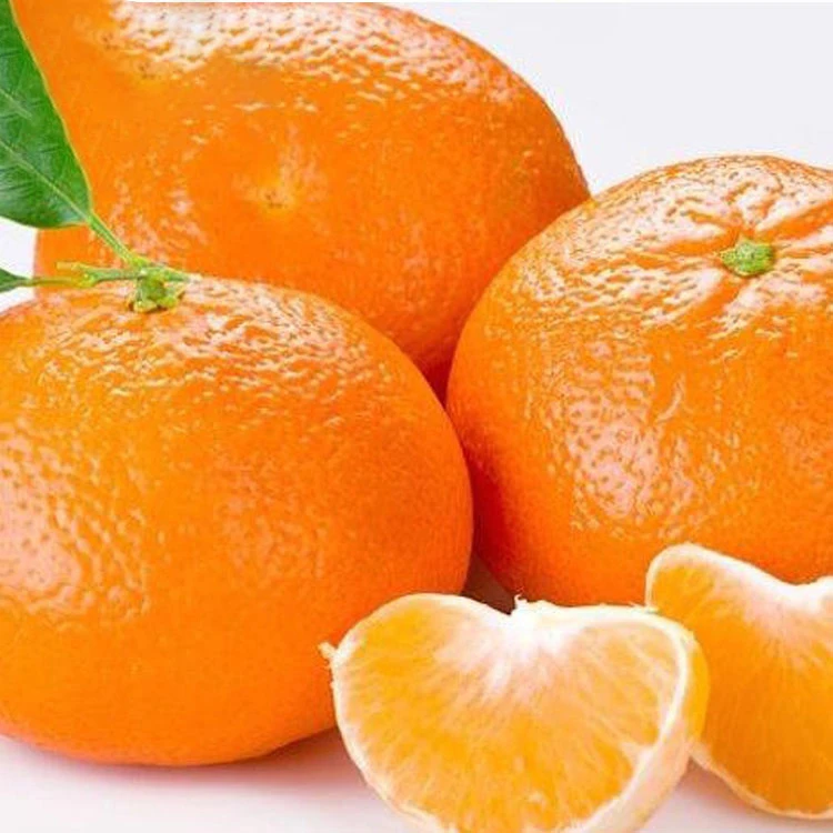Montale Fresh Orange Summer Valencia oranges navel oranges