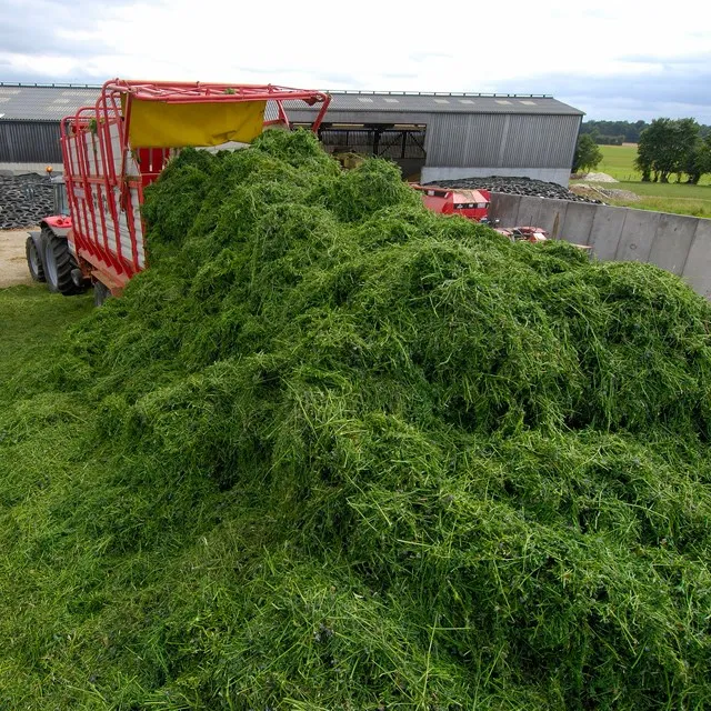 Hot Selling Price Of Alfalfa Hay Bales in Bulk Quantity