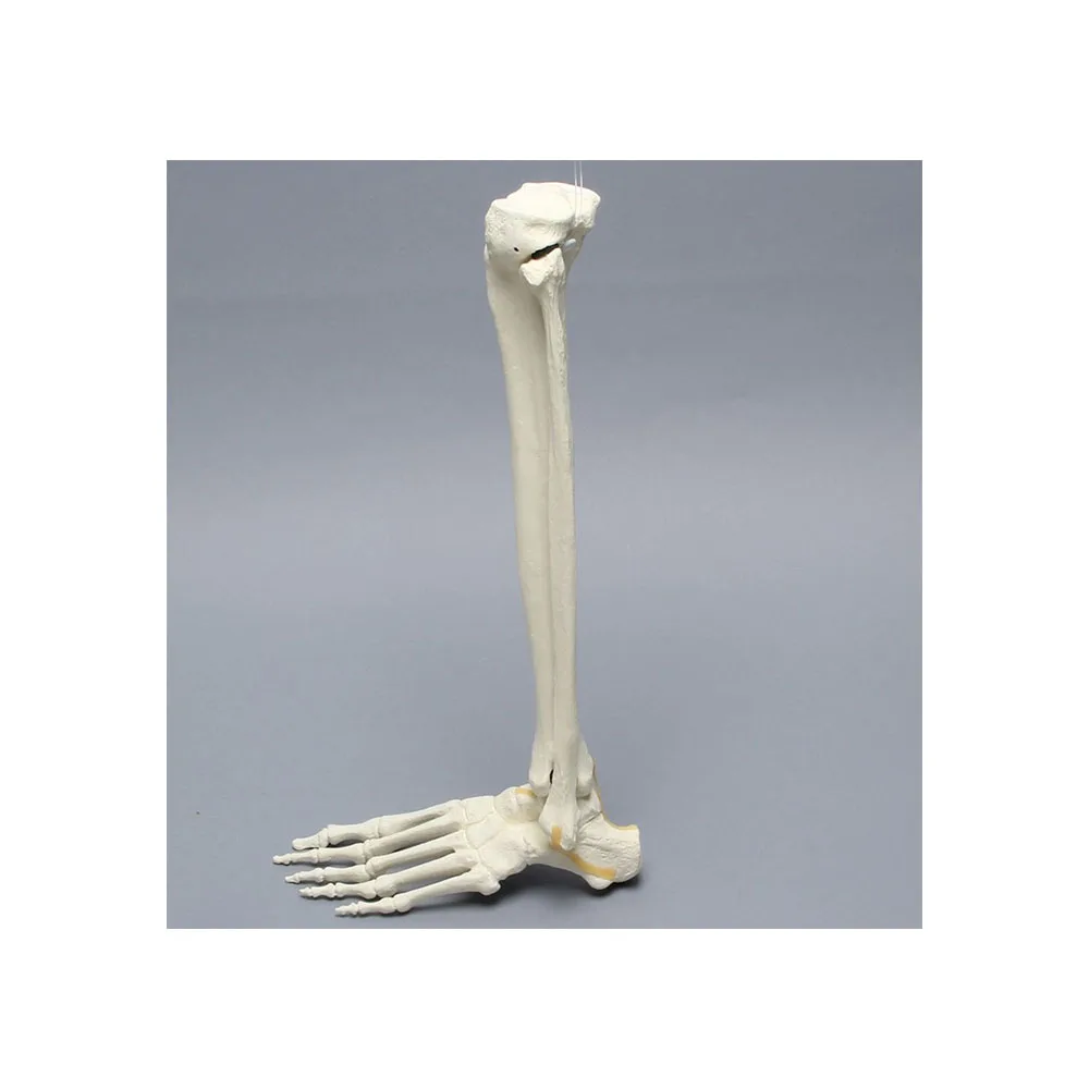 
Sawbones Foot and Ankle, Foam Cortical, Left Human Foot & Ankle Joints Human Anatomy 