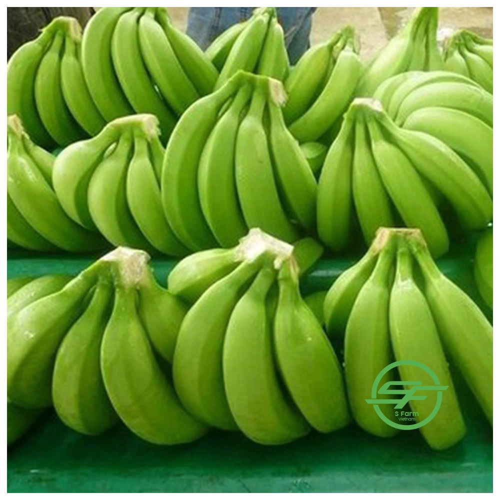 Fresh Long Green Cavendish Banana Exporters In Vietnam (Whatsapp/zalo/wechat: +84 912 964 858)