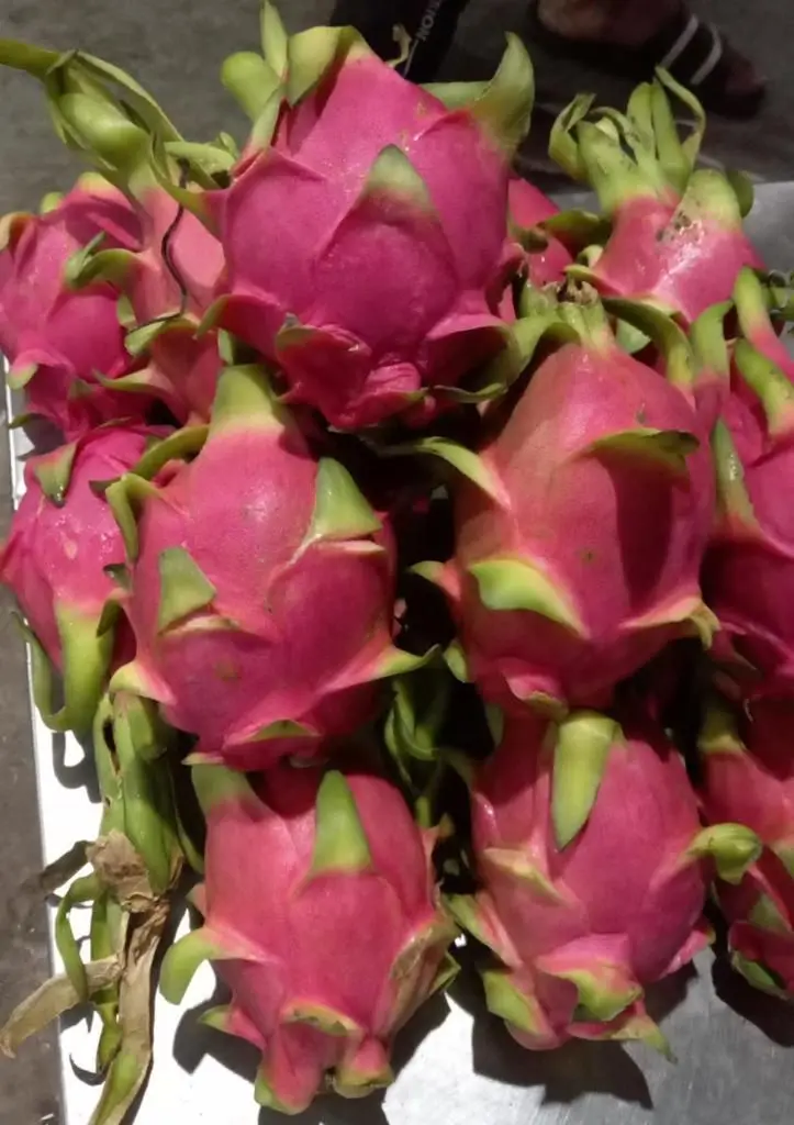Fresh Dragon Fruit from high Quality and competitive price for export 2021 +84 348130861