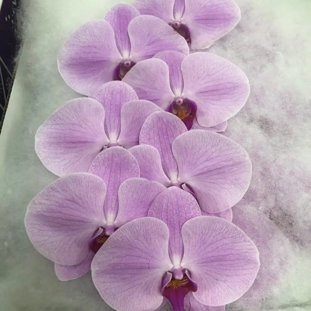 Цветы фаленопсиса