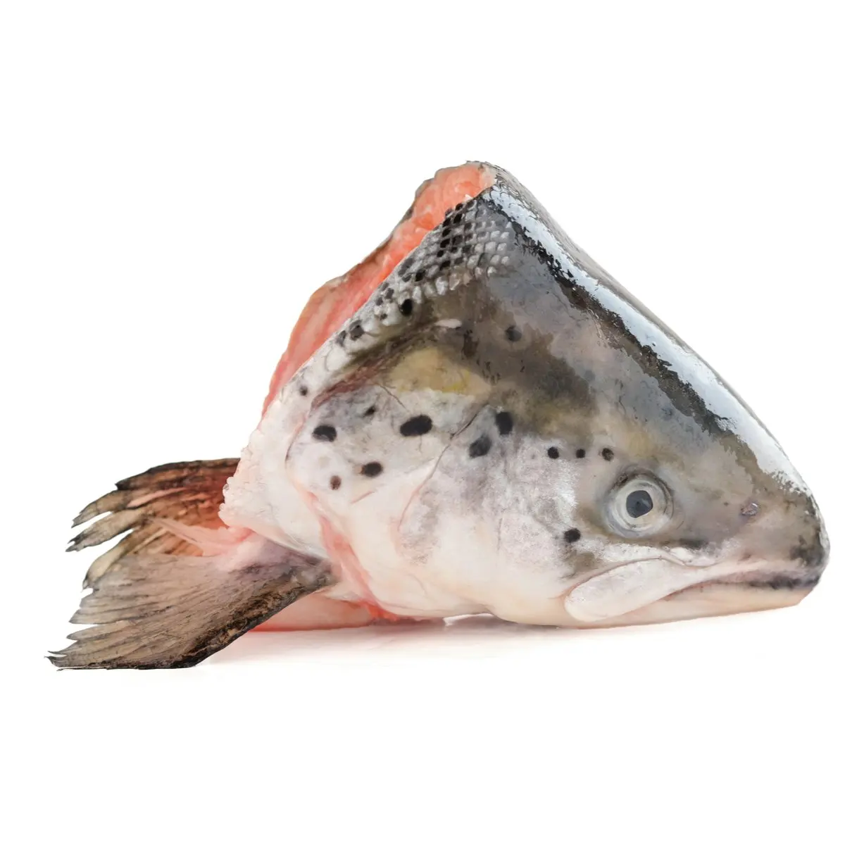 Frozen Atlantic Salmon Fish Head