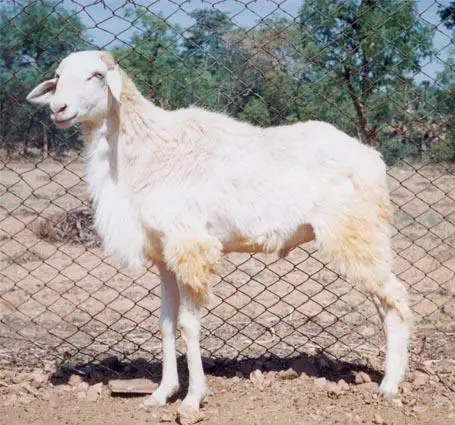 
Dakkani Sheep/ 2019 DISCOUNT PRICE FULL BLOOD DAKKANI GOAT 