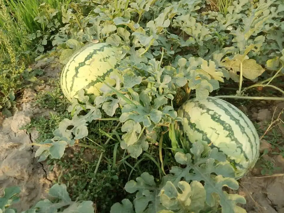 
HIGH YIELDING Alfa F1 HYBRID WATERMELON SEEDS FOR GHANA 