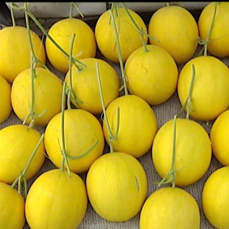 
Fresh Golden Canary Melon High quality from Vietnam 