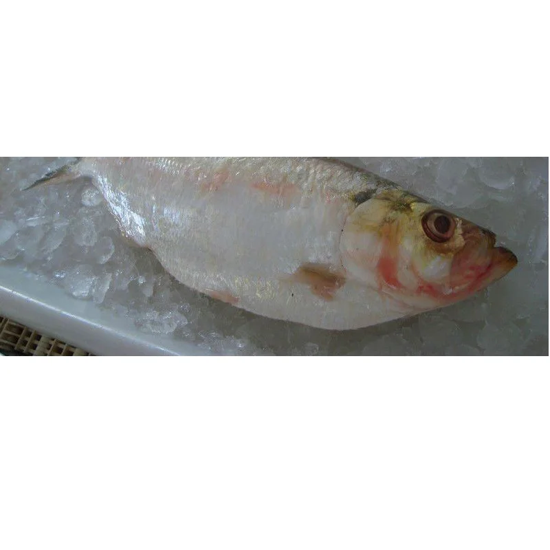 
 Полный круг HILSA  