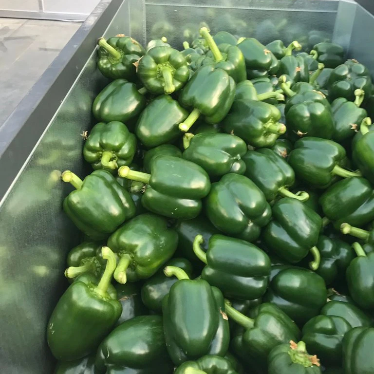 Fresh Capsicum bell peppers Green Red Yellow Canada exporters