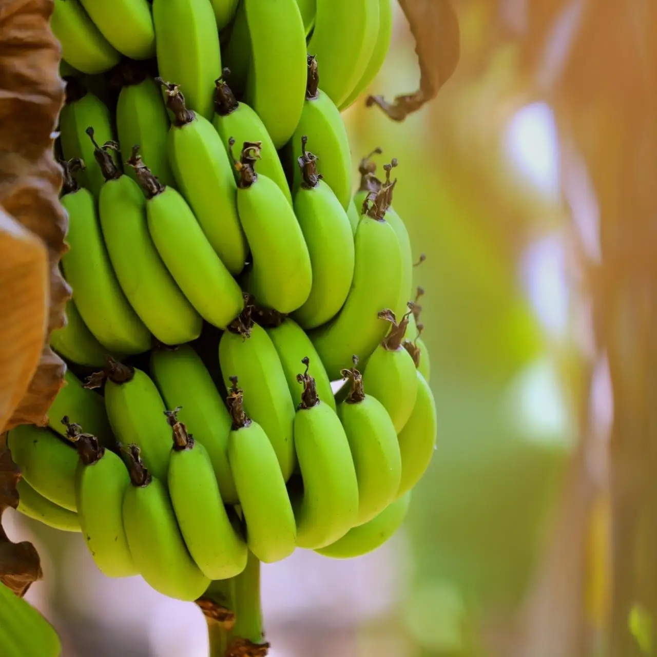 Cavendish Bananas High Quality Fresh Green Tropical Banana