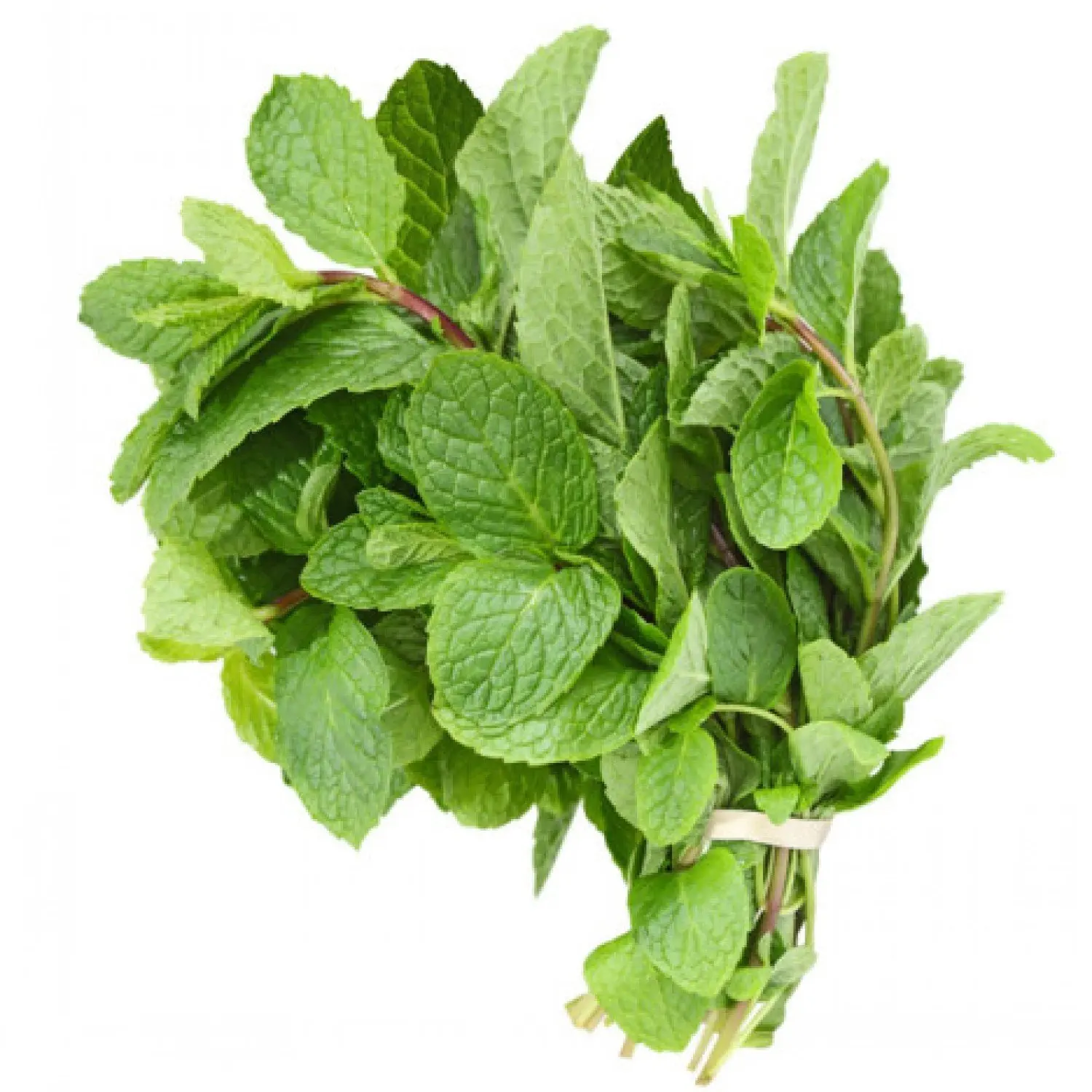 FRESH MINT LEAVES