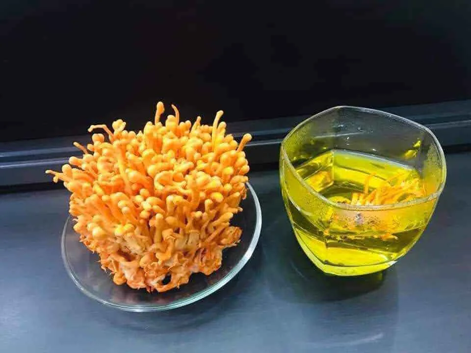 Manufacturer Dried Fungus Cultivated Cordyceps Militaris Subtainable Quality