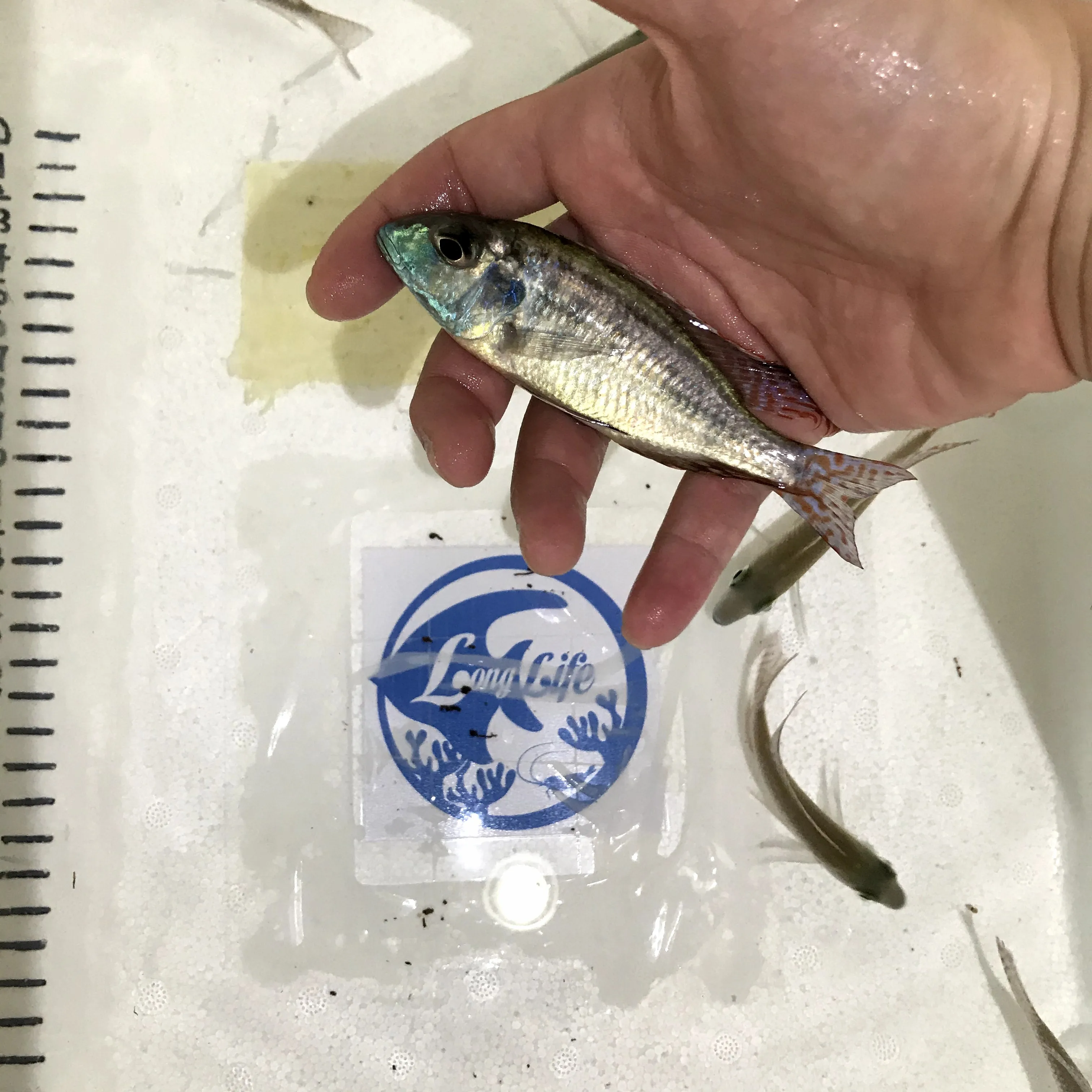 
Farm bred Lethrinops albus Kande Island African Malawi Cichlids For sale 