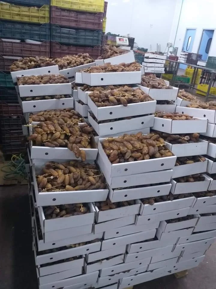 Tunisian Dates/Deglect Noor Dates/Ramadan Dates 2022!