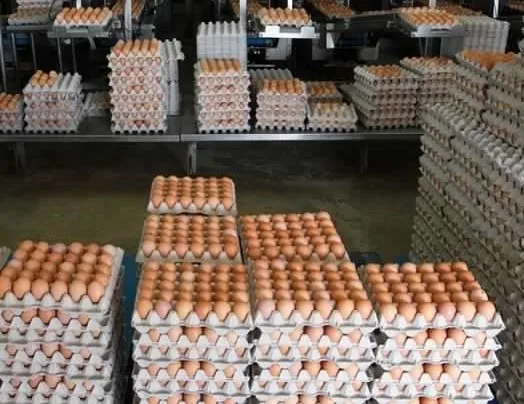 cheap Farm Fresh Chicken Table Eggs Brown and White Chicken Eggs at competitive prices