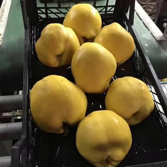 Quince свежий органический оригинальный
