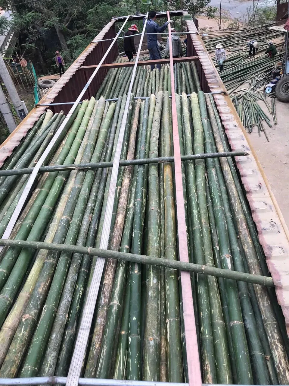 Дешевое бамбуковое дерево из Вьетнама для сухого бамбукового столба, оптовая цена