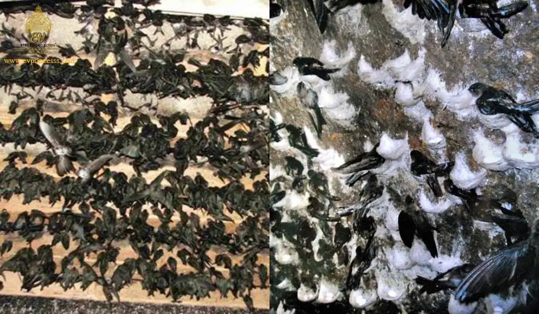 Чистые Натуральные съедобные гнезда поставляются в пластиковой коробке 100 г с премиум птичьим гнездом